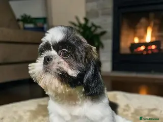 Shih Tzu dogs 💞 QUALITY STANDARD SHIH TZU 💕 - Advert 3