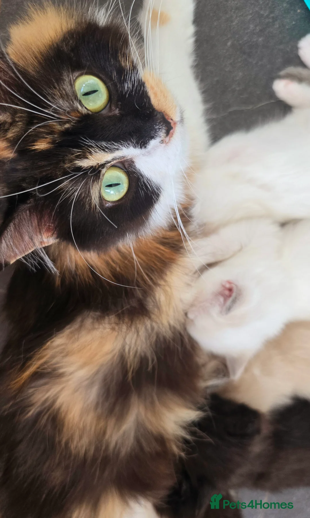 Ragdoll cats for sale: BEAUTIFUL CROSS RAGDOLL/PERSIAN 😻😻😻😻  - Advert 2