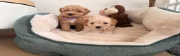 Poochon dogs for sale: ✨ Poochon Puppies  ✨ - Advert 7