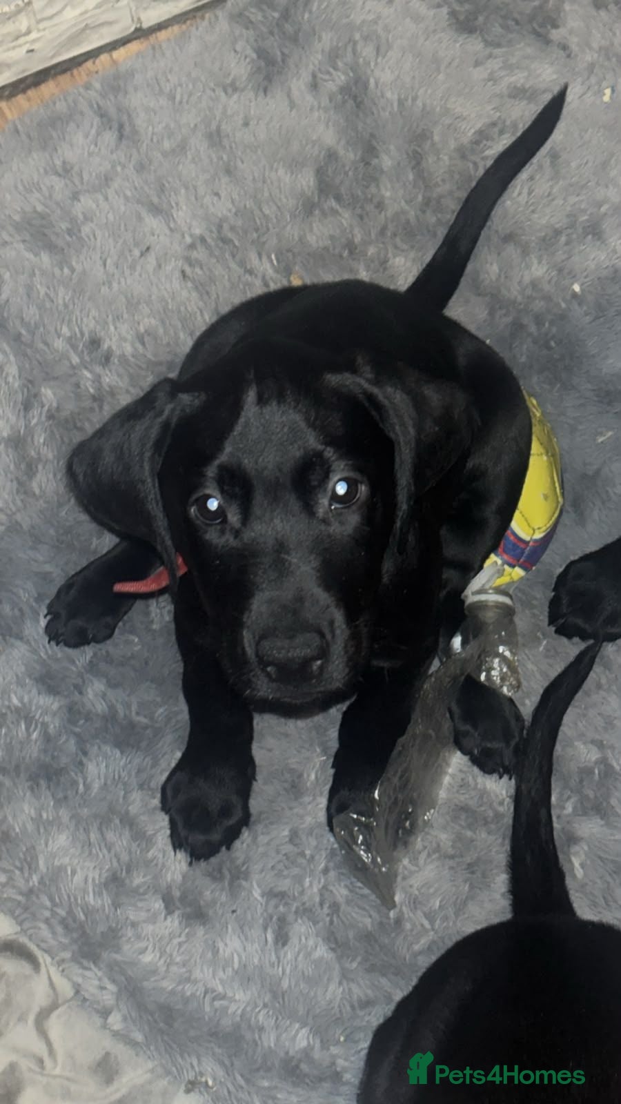 Labrador Retriever dogs Fully jet black Labrador pups for sale - Advert 2
