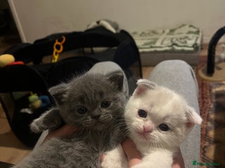 Scottish Fold cats Two beautiful kittens for sale - Advert 1
