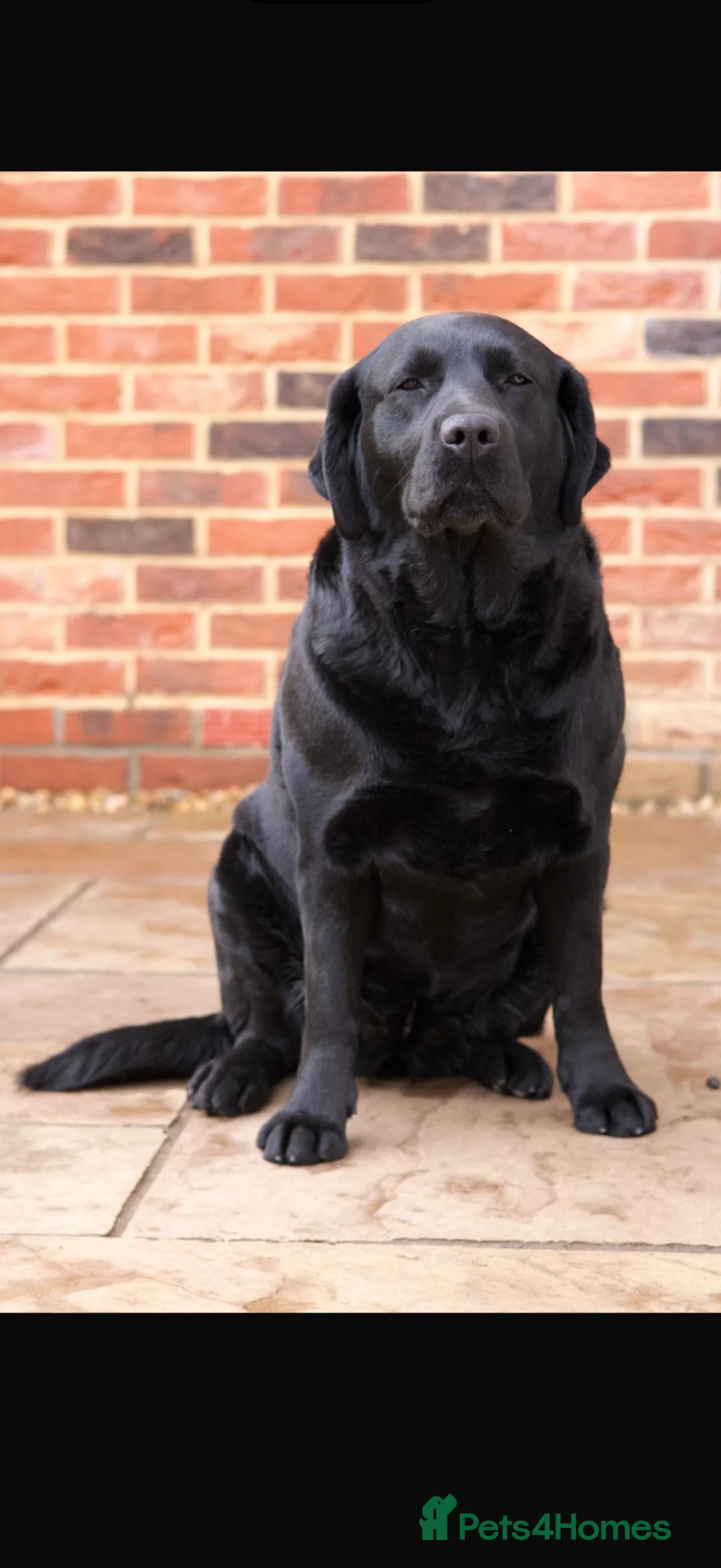 Labrador Retriever dogs for sale: Show Champion Lineage Chocolate Labrador Puppies - Advert 2