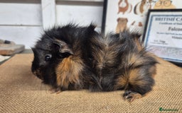 Guinea Pig rodents for sale: Baby abysinnian guinea pigs - Image 5