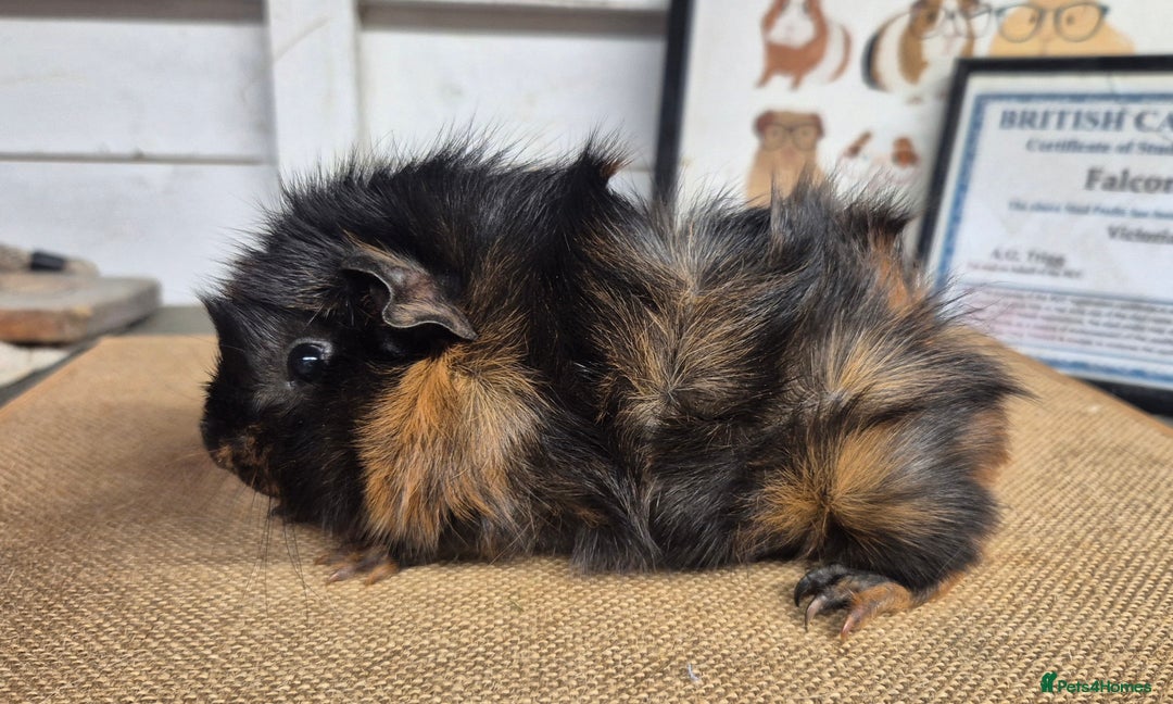 Guinea Pig rodents for sale: Baby abysinnian guinea pigs - Image 5