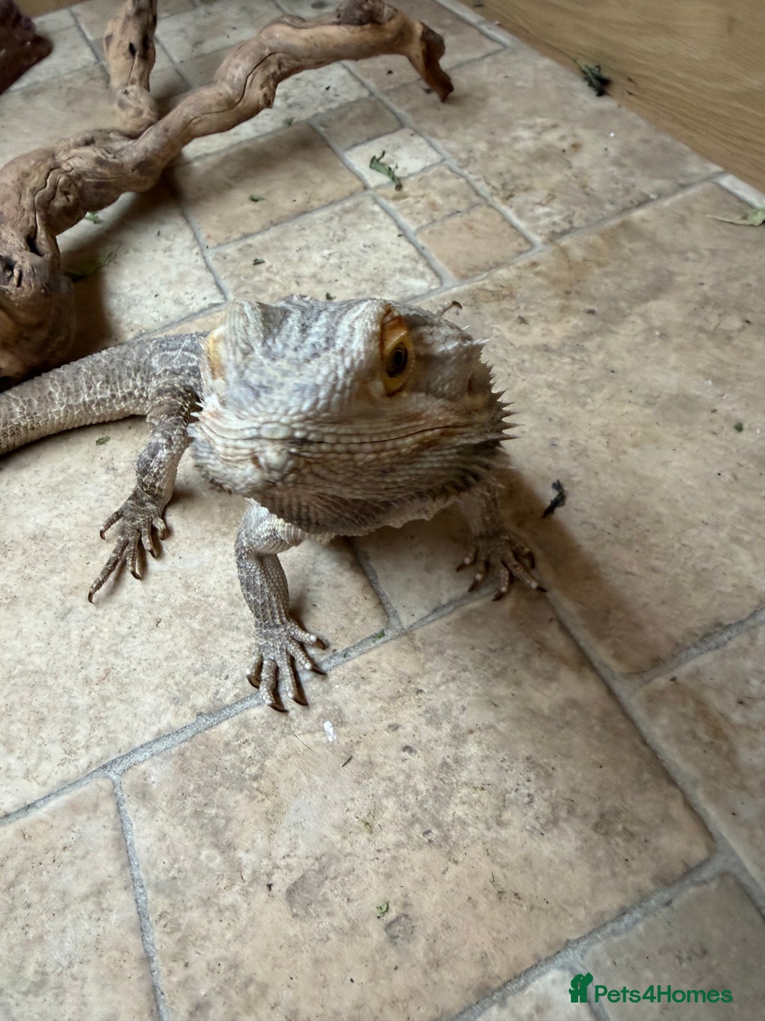 Bearded Dragon reptiles for sale: Male Bearded Dragon - rehome  - Advert 5