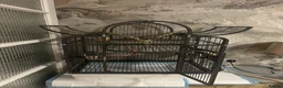 Parakeets birds for sale: Alexandrine parakeet in Bradford - Advert 4