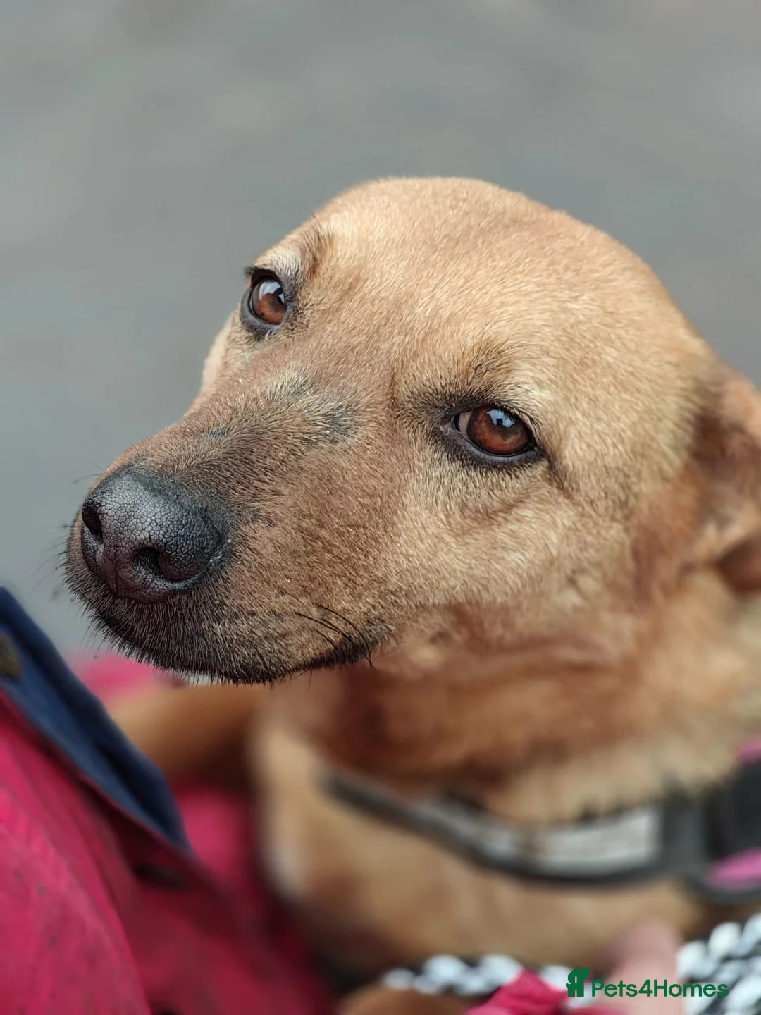 Mixed Breed dogs for adoption: ❤️VARYA-SHE’S READY FOR LIFE… STILL UNSEEN❤️  in Oxford - Advert 2