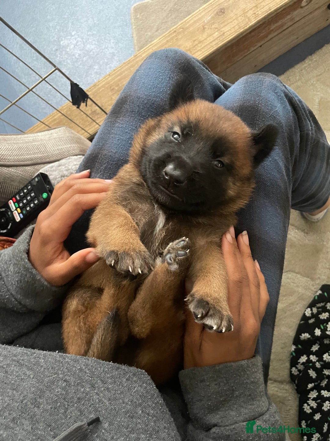 Belgian Shepherd Dog dogs for sale: KC registered Male Belgian Malinois pup  in Leeds - Image 11