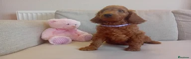 Purple Collar