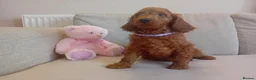 Goldendoodle dogs for sale: Adorable Goldendoodle Puppies - Advert 11