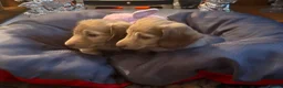 Miniature Dachshund dogs for sale: Champion Line KC Mini Longhair Dachshund Pups - Advert 8