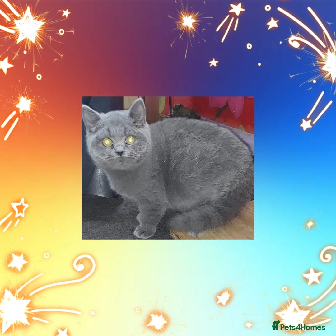 British Shorthair cats for sale: ❤️‍🔥 British Shorthair Kittens ❤️‍🔥 - Advert 7