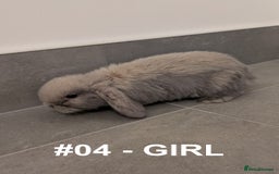 Mini Lop rabbits for sale: Exceptional Mini-Lops. Collect from: 25th October - Image 12