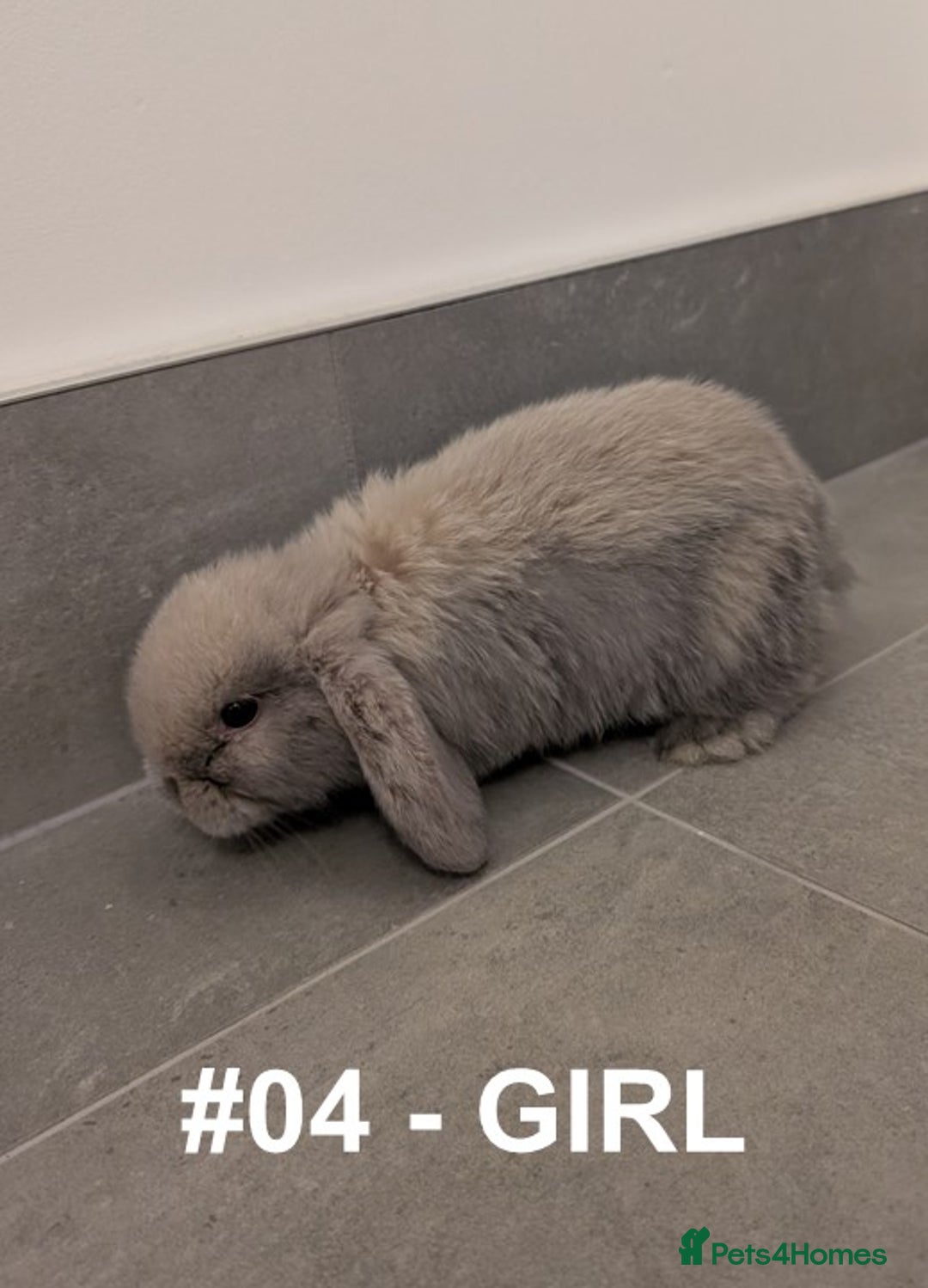Mini Lop rabbits for sale: Exceptional Mini-Lops. Collect from: 25th October - Image 12