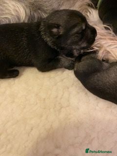 Schnauzer dogs Standard Schnauzer Puppies - Advert 2