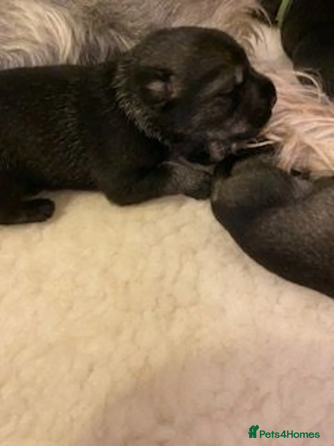Schnauzer dogs for sale: Standard Schnauzer Puppies - Advert 2