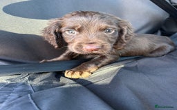 Cocker Spaniel dogs for sale: Cocker spaniel puppy’s  - Image 5