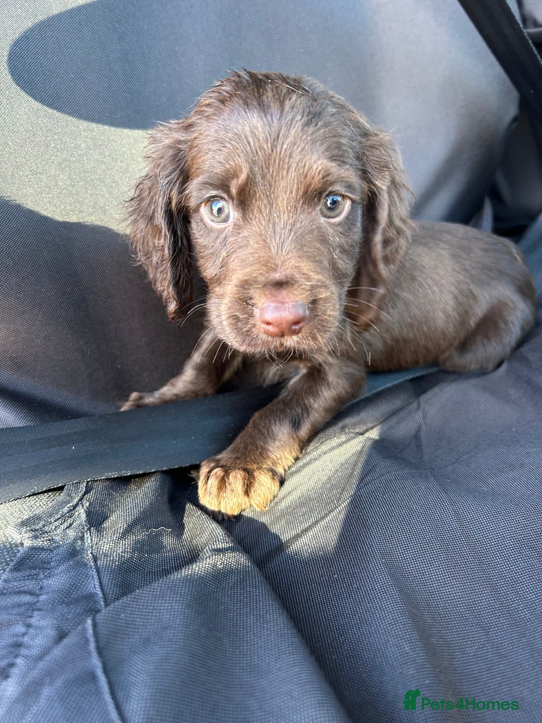 Cocker Spaniel dogs for sale: Cocker spaniel puppy’s  - Image 5