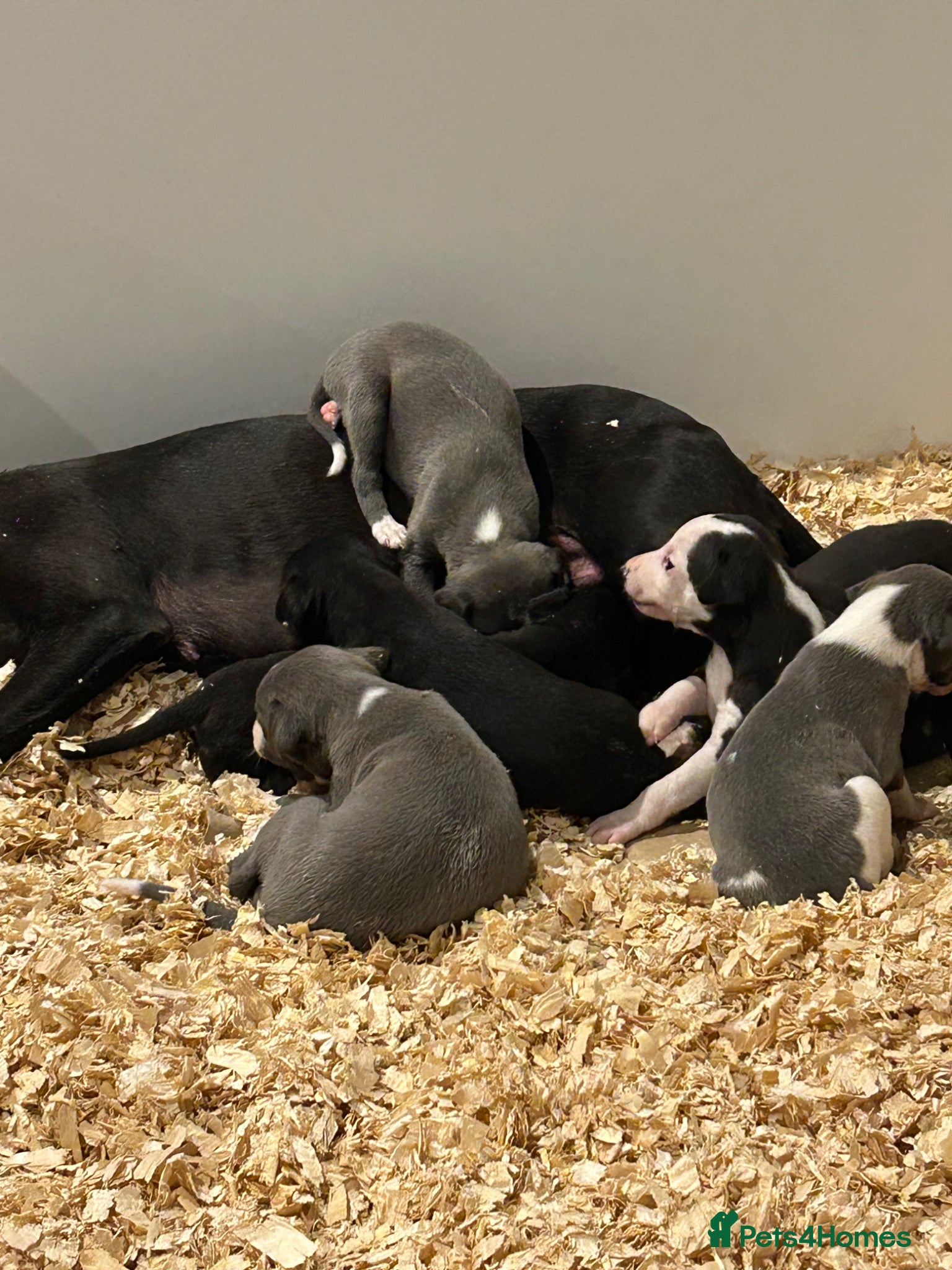 Whippet dogs for sale: Summer’s lovely puppies  in North Tawton - Advert 2