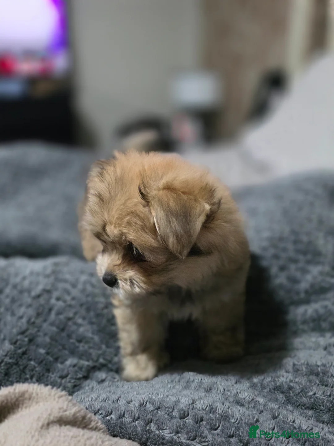 Mixed Breed dogs for sale: Taco and Sushi, super fluffy boys. - Advert 11