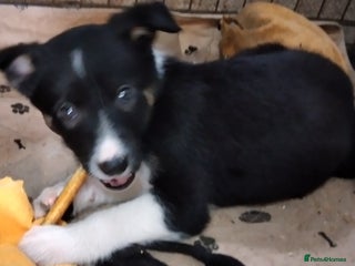 Border Collie dogs *Ready*Chunky Chaps*Ready* - Advert 4