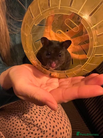 Hamster rodents - Advert 1
