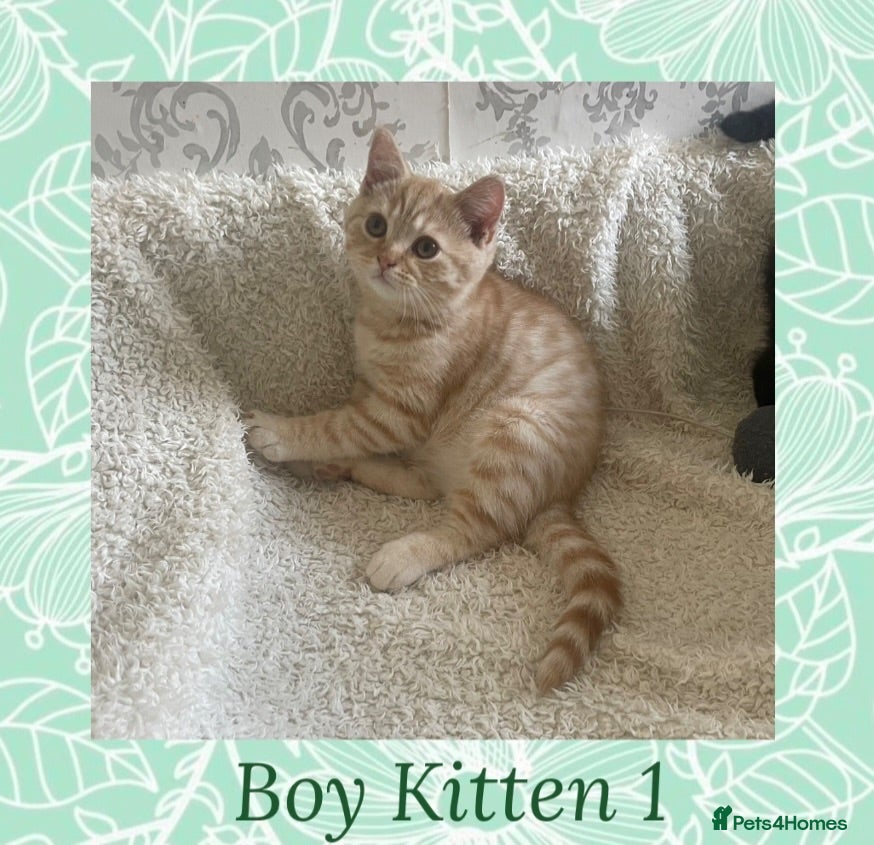 British Shorthair cats 🩷 British Shorthair Tabby Kittens *Ready Now* 💙 - Advert 1