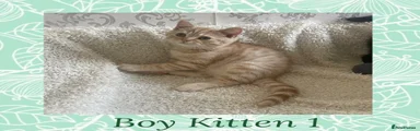 British Shorthair 1