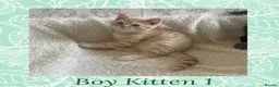 British Shorthair cats for sale: 🩷 British Shorthair Tabby Kittens *Ready Now* 💙 - Advert 1