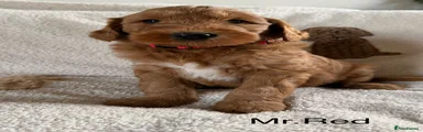 Mr.Red