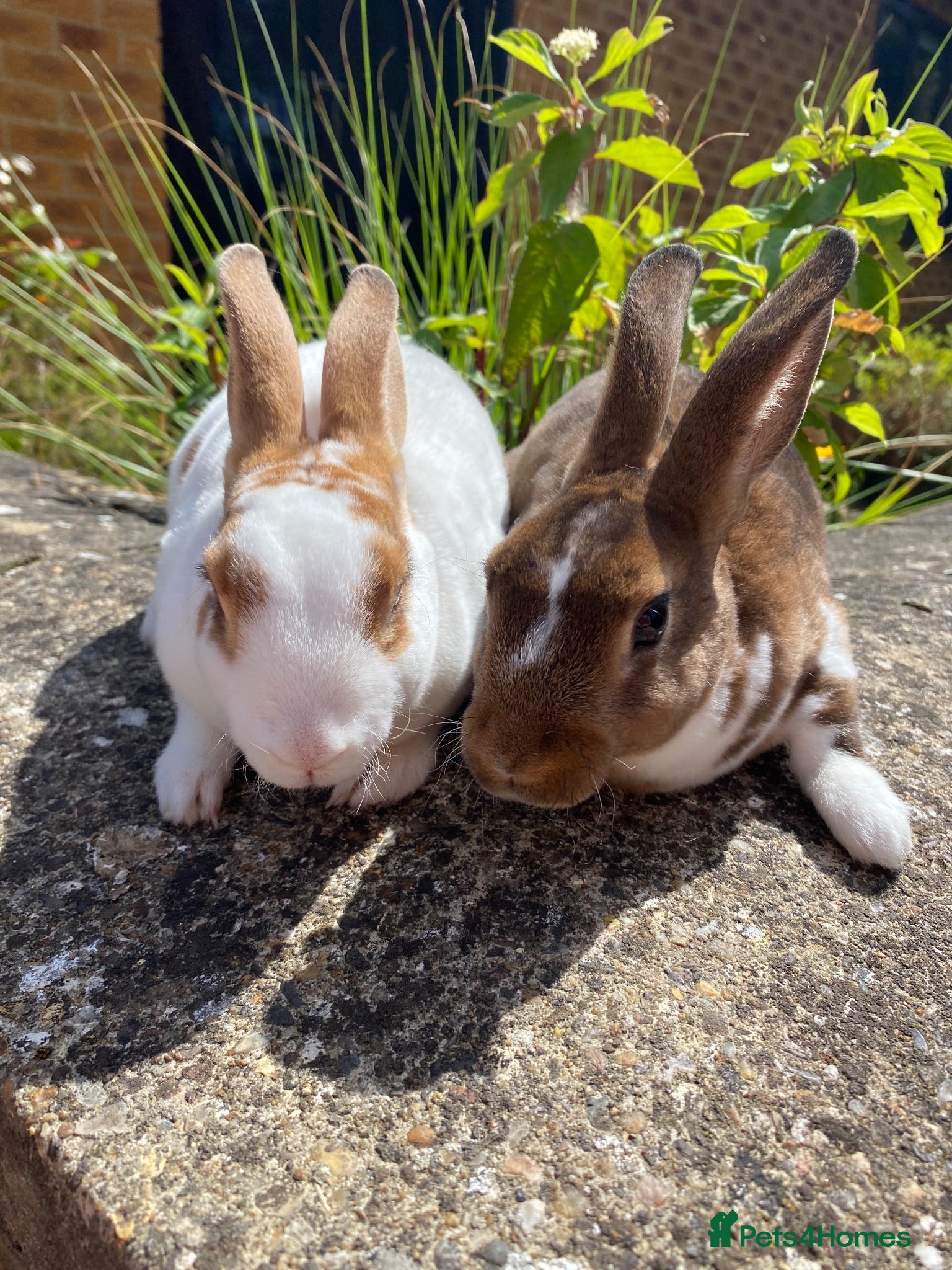 Rex rabbits 2 Bonded Sisters-Mini Rex Babies Available!  - Advert 6