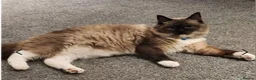 Ragdoll cats for sale: Gorgeous Ragdoll Kittens - Advert 3