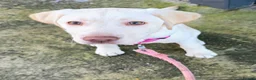 Labrador Retriever dogs for sale: Babygirl Nyla  in Mansfield - Advert 12