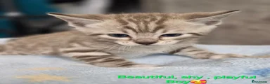 Bengal 2