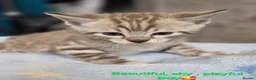 Bengal cats for sale: Bengal Metiss in Boston - Advert 4