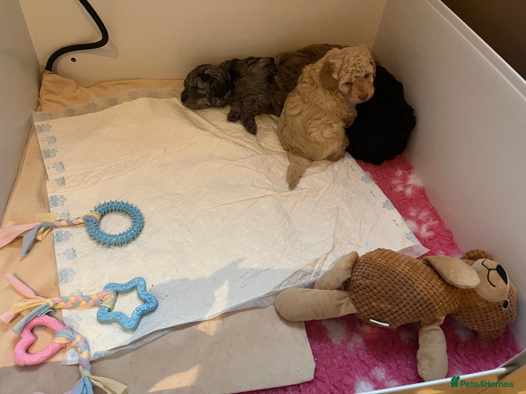 Cockapoo dogs for sale: Stunning health tested F1b cockerpoo puppies - Advert 13