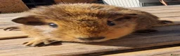 Guinea Pig rodents for sale: Beautiful Baby guinea pigs for sale  - Advert 10