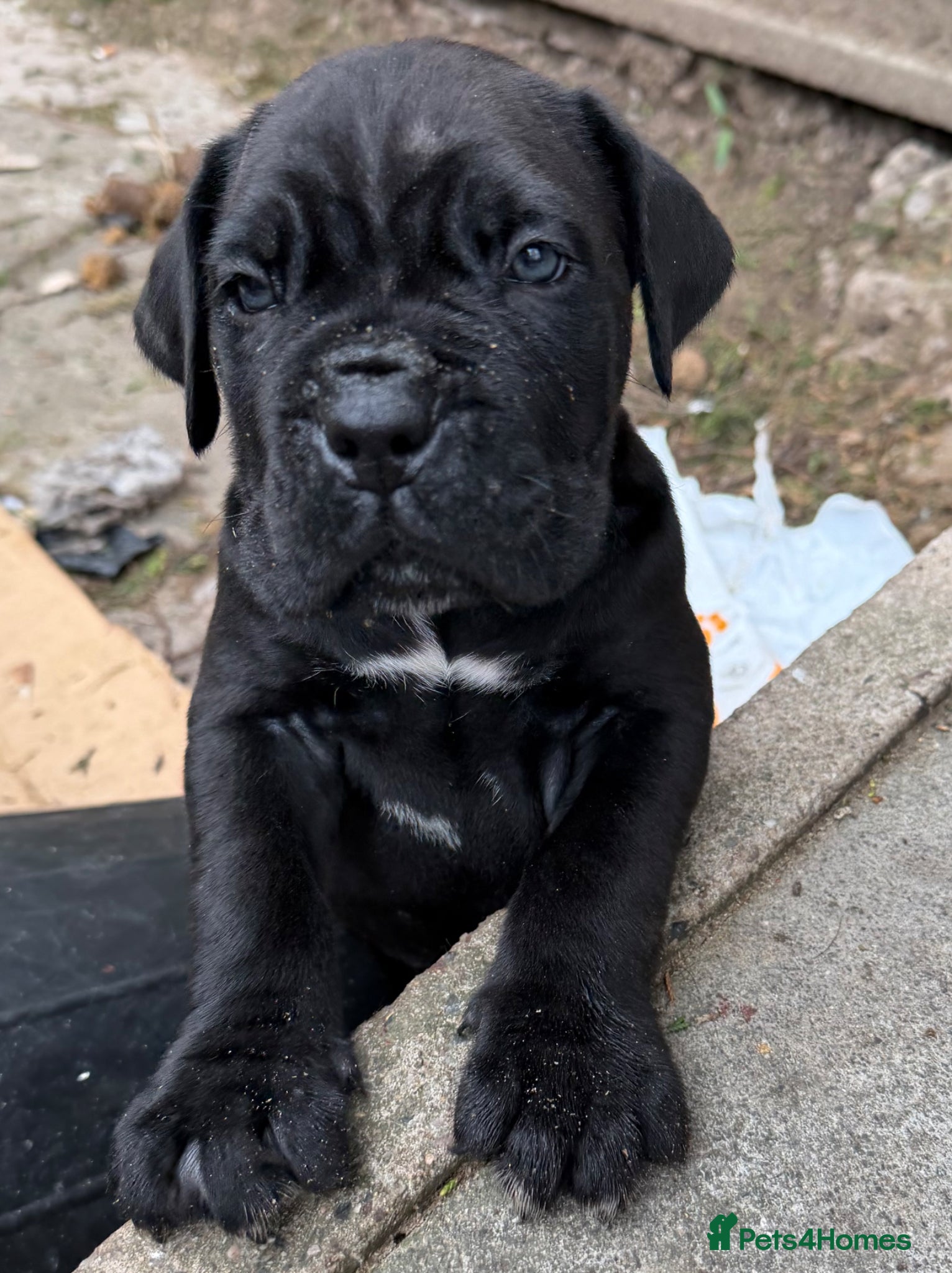 Cane Corso dogs PURE CANE CORSO PUPPIES FOR SALE !!!! - Advert 4