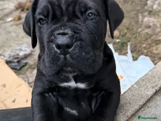 Cane Corso dogs PURE CANE CORSO PUPPIES FOR SALE !!!! - Advert 17