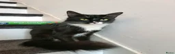 Domestic Shorthair cats for sale: Adorable Kittens For Sale - Advert 17