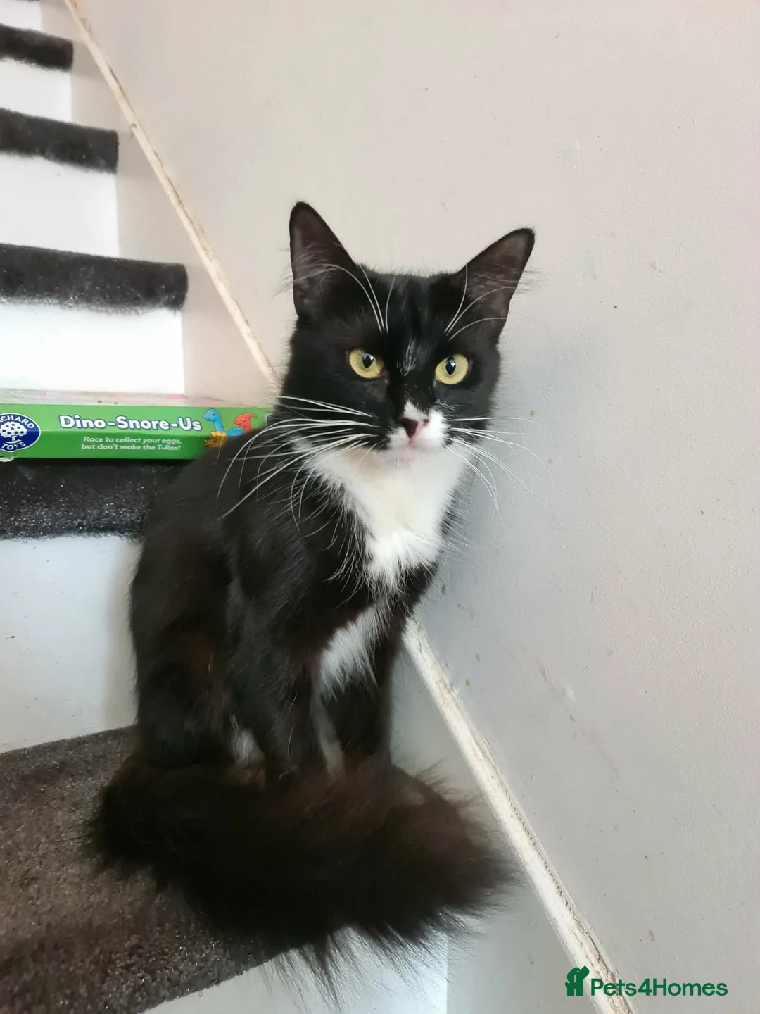 Domestic Shorthair cats for sale: Adorable Kittens For Sale - Advert 17