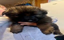 German Shepherd dogs for sale: Beautiful Litter of German Shepherd Puppies - Image 7