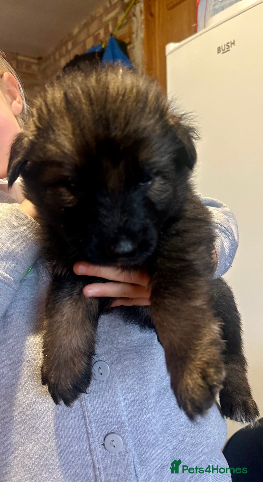 German Shepherd dogs for sale: Beautiful Litter of German Shepherd Puppies - Image 7