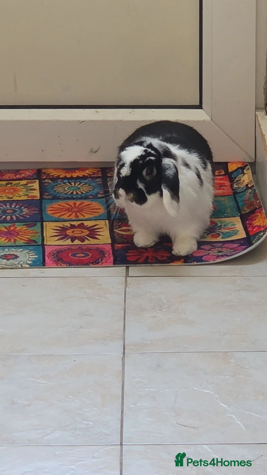 Mini Lop rabbits for sale: Mini lop for sale  in Penmaenmawr - Advert 2