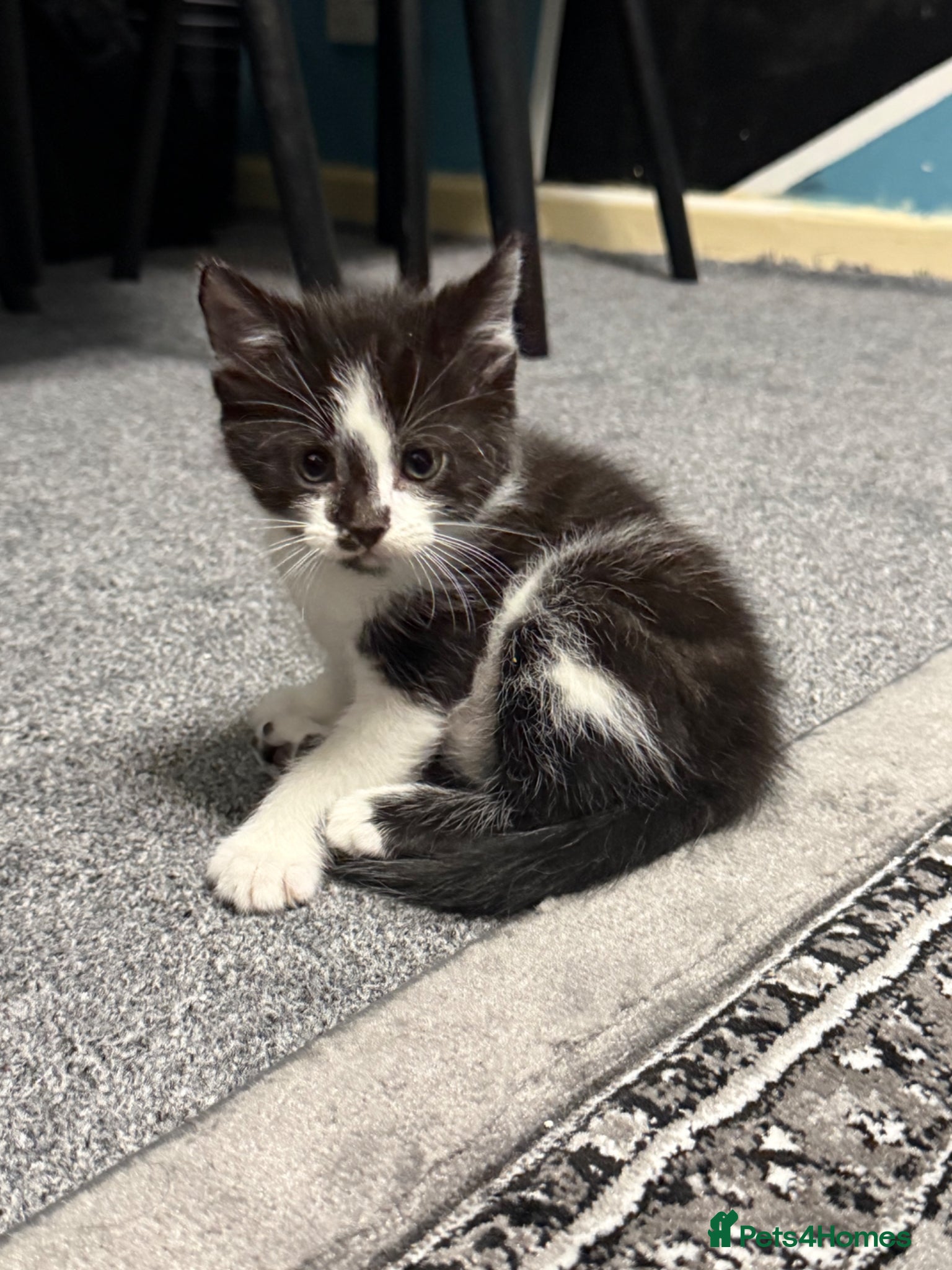 Maine Coon cats Stunning Maine Coon x British Shorthair Kittens - Advert 3