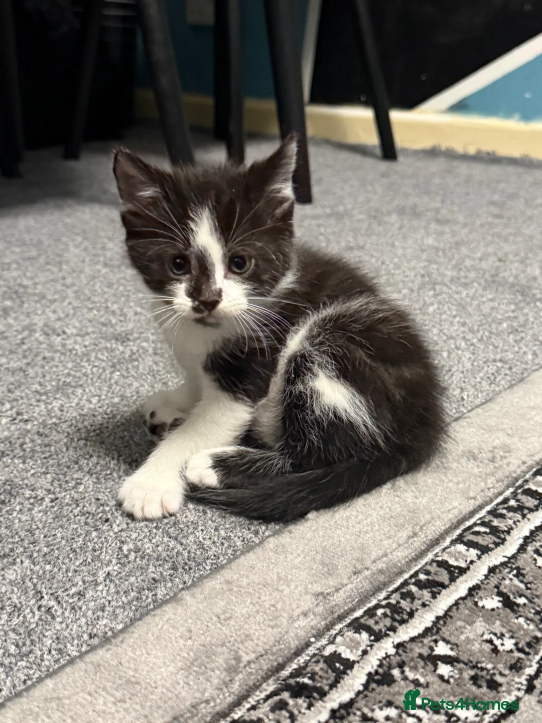 Maine Coon cats for sale: Stunning Maine Coon x British Shorthair Kittens - Advert 1