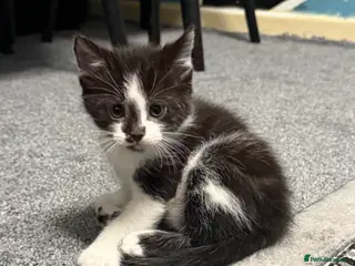 Maine Coon cats Stunning Maine Coon x British Shorthair Kittens - Advert 3