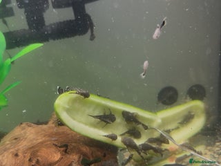 Plecos fish for sale: Chocolate and albino ansistrus bristlenose pleco in Leeds - Advert 1