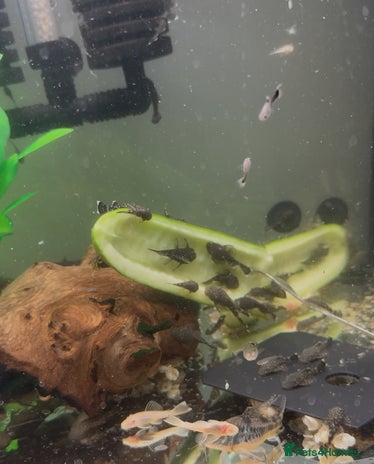 Plecos fish Chocolate and albino ansistrus bristlenose pleco in Leeds - Advert 1