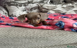 Miniature Dachshund dogs for sale: Miniature dachshund puppies - Image 4